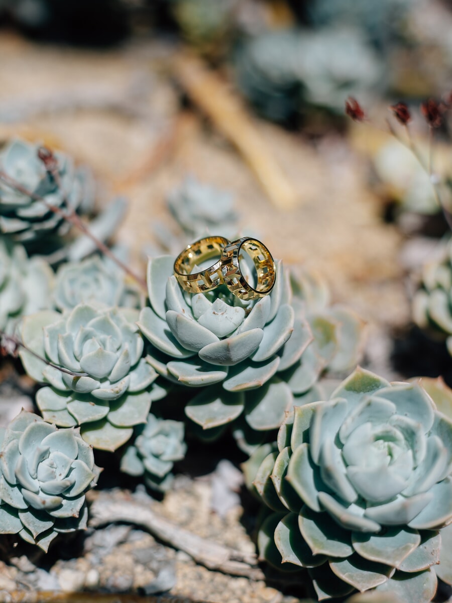 Wedding SP43 Two textured gold wedding bands resting on a pale green succulent in dry sunlit soil, an artistic ring detail