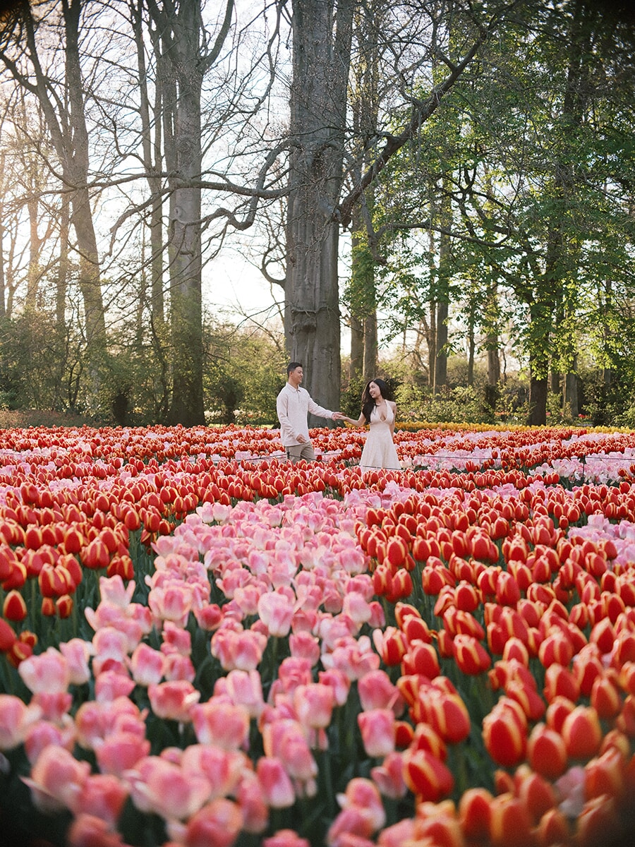 Couple holding hands face to face in a vast tulip field of red and pink blooms beneath the tall trees of Keukenhof