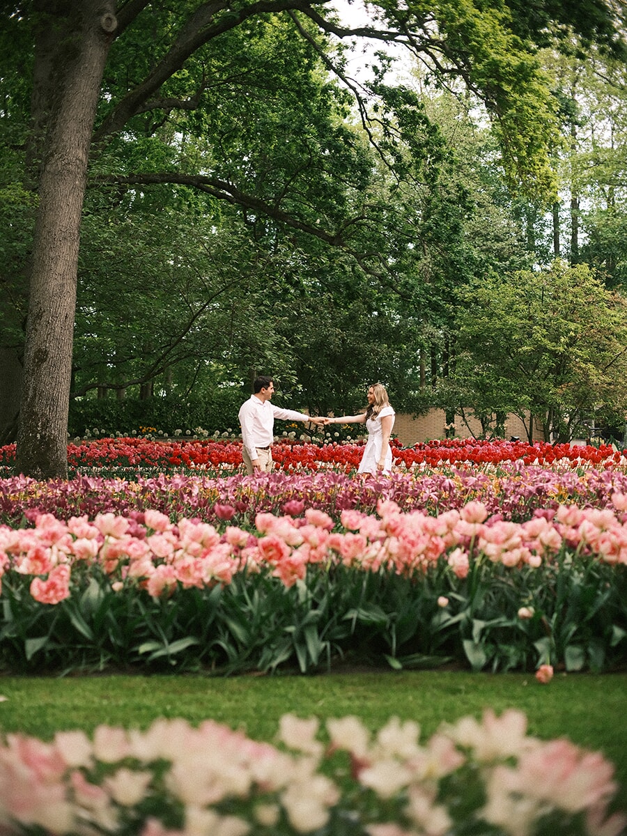 Couple reaching for each other's hands across a long tulip border of red, purple and pink rows at Keukenhof