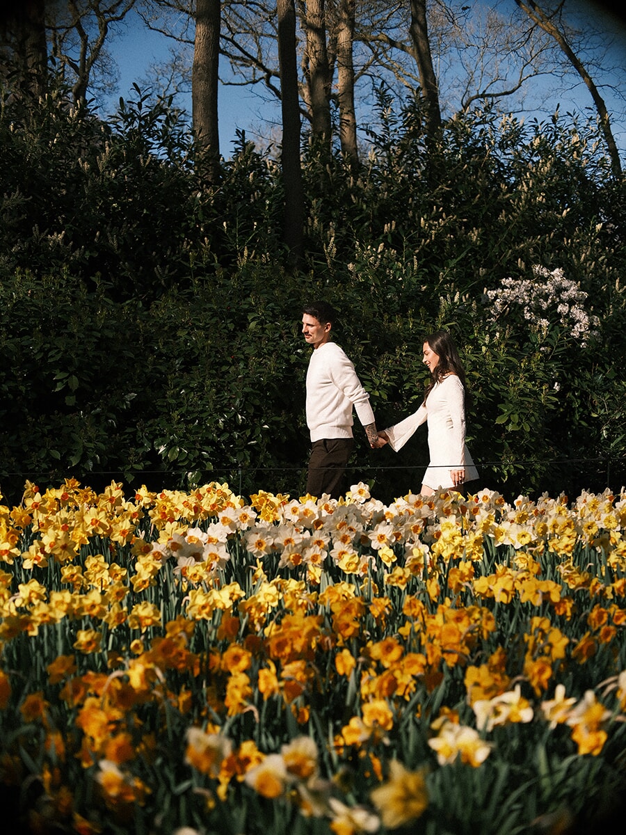 Couple in white walking hand in hand past a dark hedge, a deep bed of yellow and orange daffodils in front at Keukenhof