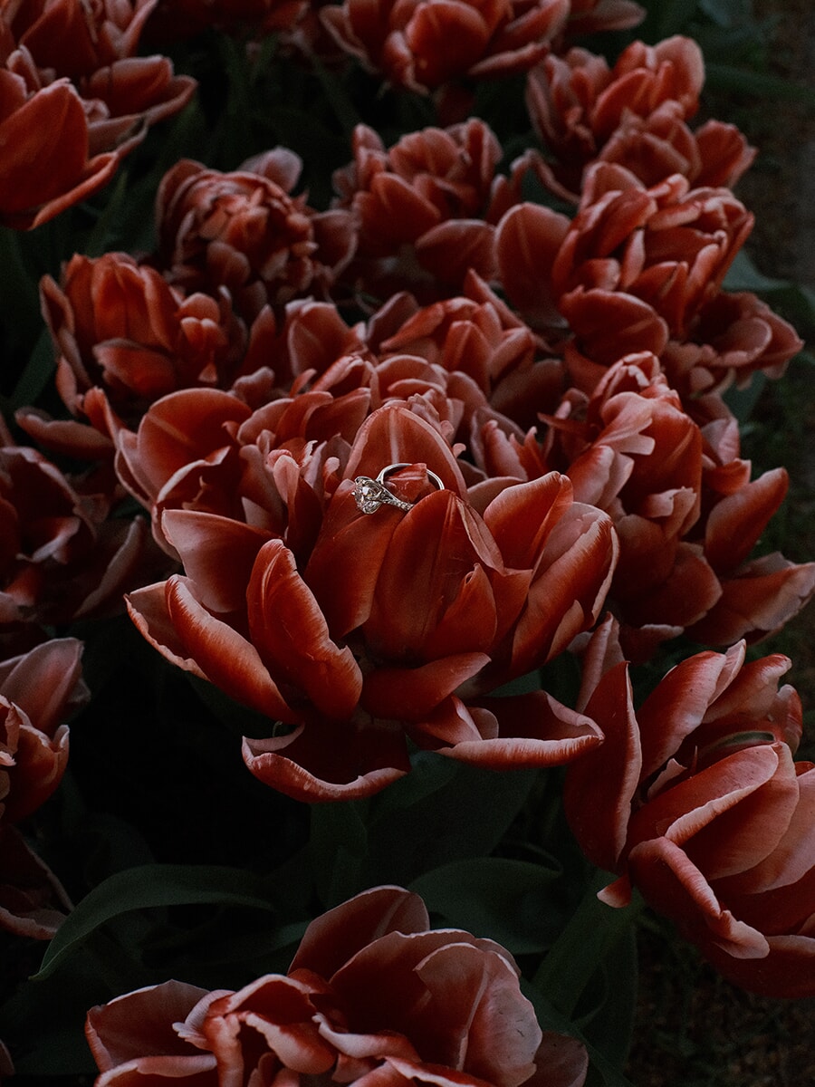 Diamond engagement ring resting on a rust-red double tulip in a dense, moody bed of the same blooms