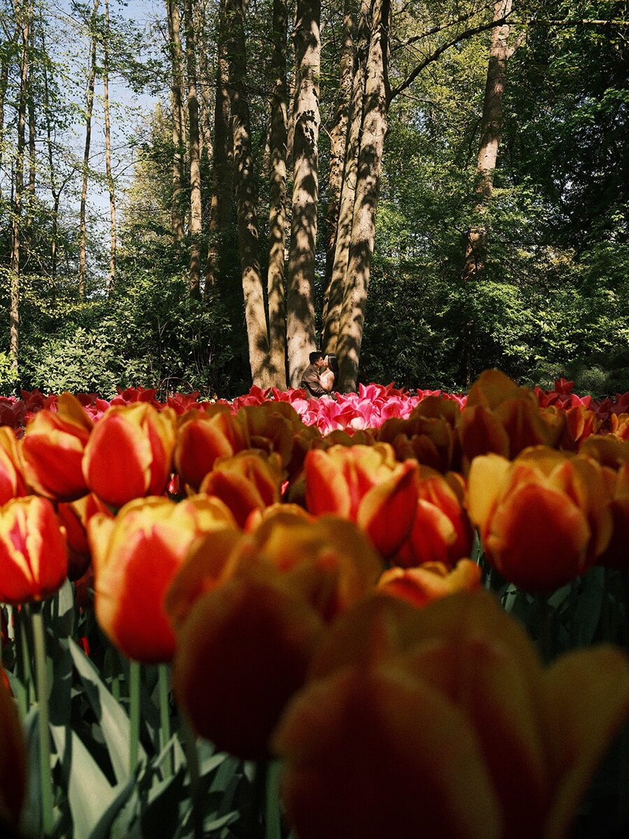 Red and yellow flamed tulips towering in the foreground, a couple embracing small and far away beneath the trees of Keukenhof
