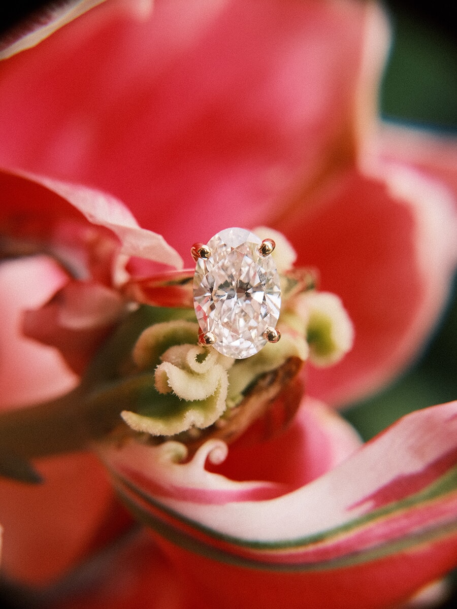 Oval diamond solitaire set in the heart of a pink and green striped tulip, a close detail from a proposal