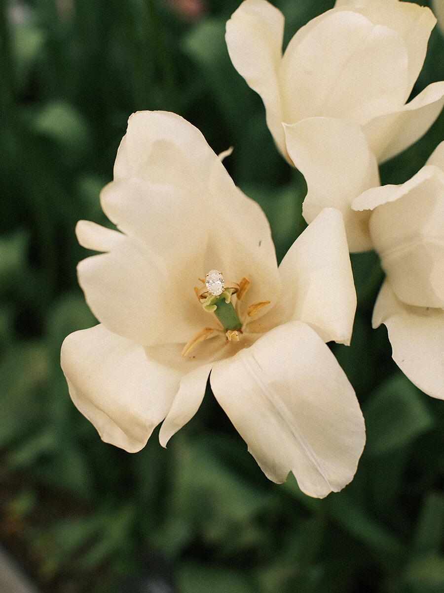 Oval diamond engagement ring balanced on the pistil inside a white tulip