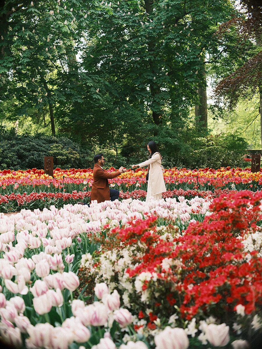 Man on one knee holding her hand across a sea of white and pink tulips and red azaleas, a proposal at Keukenhof
