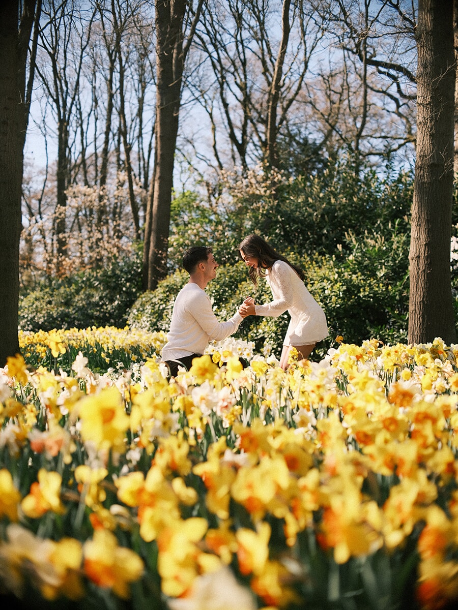 Kneeling to propose in a field of daffodils as she bends toward him smiling, an engagement photoshoot at Keukenhof