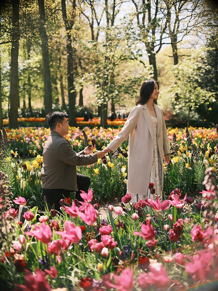 Man on one knee taking her hand in a garden full of pink, red and yellow tulips, a surprise proposal at Keukenhof